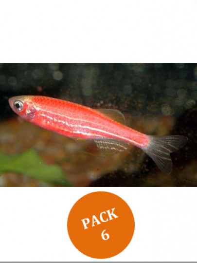 Danio Zebra Vermelho - PACK 6 PEIXES